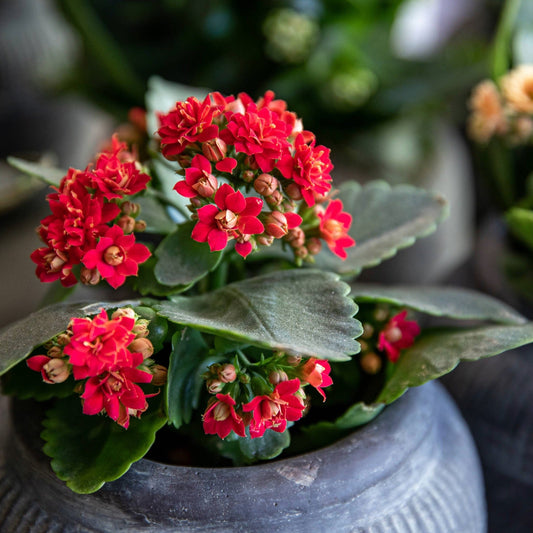 Kalanchoé : Le secret d'une floraison massive qui dure des mois!