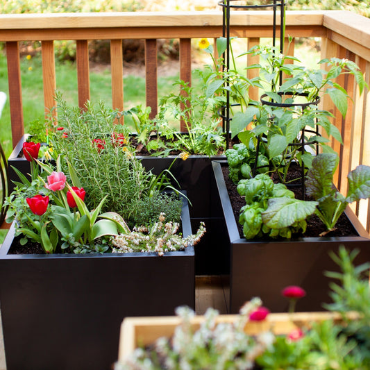 Cultiver des légumes et herbes sur le patio