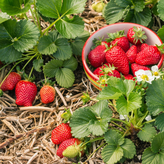 Guide des variétés de fraises