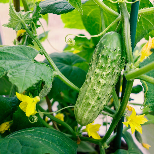 Guide des variétés de concombres : Choisissez le meilleur pour votre potager