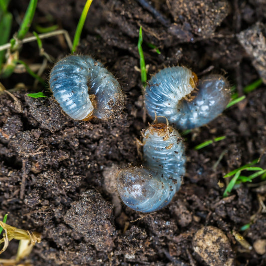 Comment vous débarrasser des vers blancs dans votre pelouse