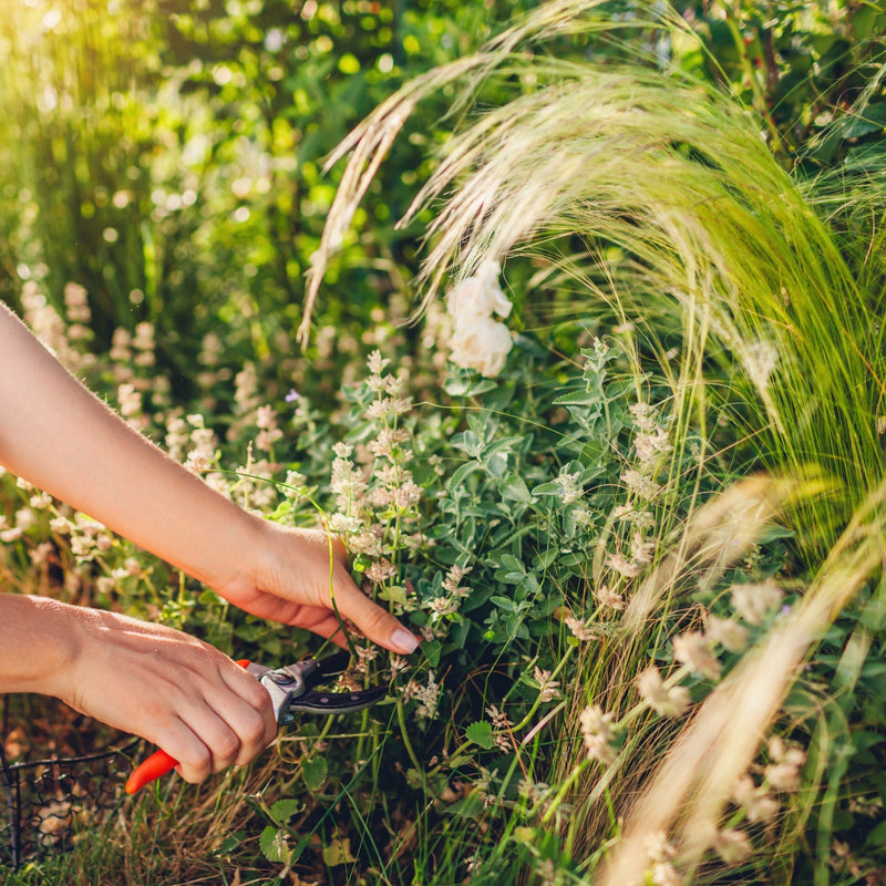 Perennials to Cut Back or Pinch in July