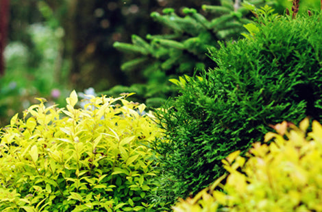 Choisir les arbustes à planter