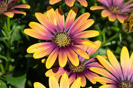 Comment garder vos fleurs annuelles éclatantes tout l'été