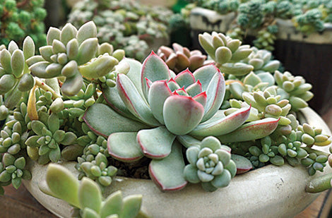 la plante de jade Jade Plant (Crassula ovata)