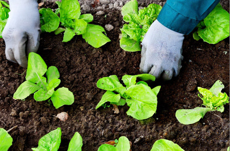 Quel est votre style de potager ?