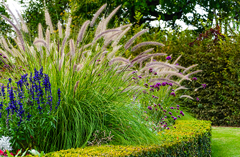 La plantation et l’entretien des graminées au jardin