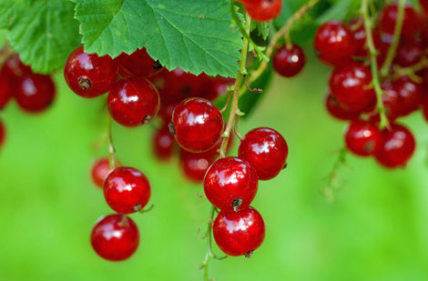 Cultiver les petits fruits – les gadelles et les groseilles ...