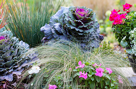 Cultivez des graminées en pot