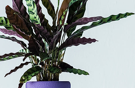 Calathéa : Le guide essentiel pour réussir la « Plante qui prie » aux motifs spectaculaires