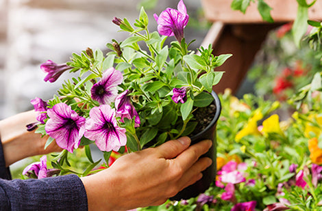 Choisir les fleurs annuelles pour vos pots