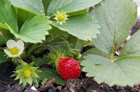 Choisir les plants de fraises
