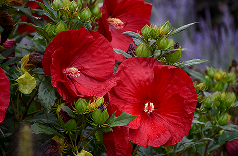 Les hibiscus, ces plantes tropicales qui nous séduisent