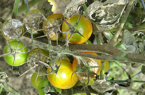 Identifier et prévenir les maladies et insectes qui s'attaquent aux tomates