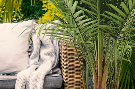 Cultiver un palmier sur la terrasse - pourquoi pas !
