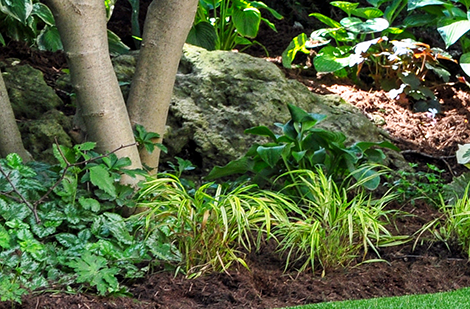 Jardin d'ombre - Vivaces, annuelles et arbustes