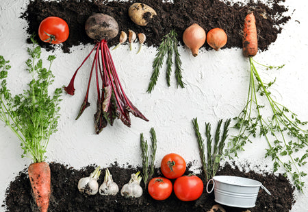 Quels légumes et plantes aromatiques planter au potager ?