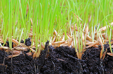 Semer et réensemencer la pelouse