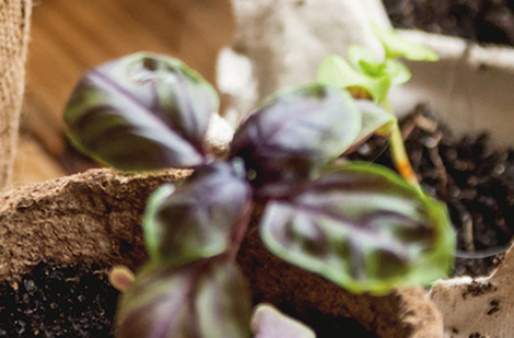 Semis – Débutant? Vos premiers pas