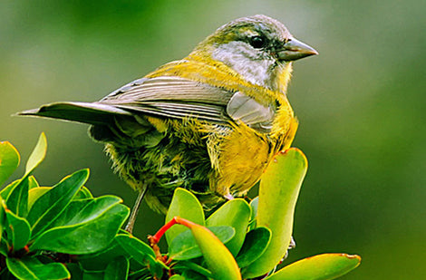 Mangeoire et nichoir : Guide ultime pour attirer les oiseaux