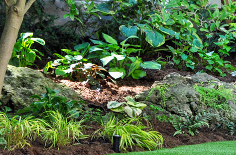 Plantes et fleurs vivaces pour toutes les occasions