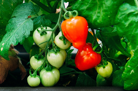 La tomate : sélectionner ses variétés