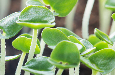 Les germinations : santé et fraîcheur à l’année