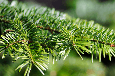 Choisir un sapin de Noël naturel : Nos secrets pour une fraîcheur maximale