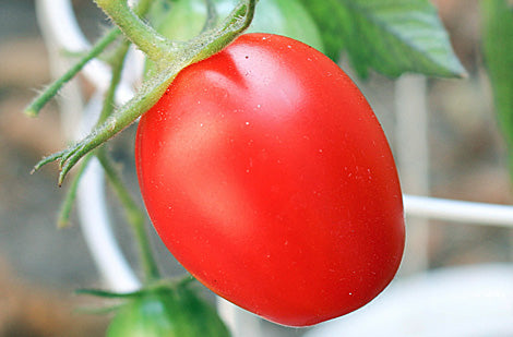 La tomate : bon entretien pour des plants productifs