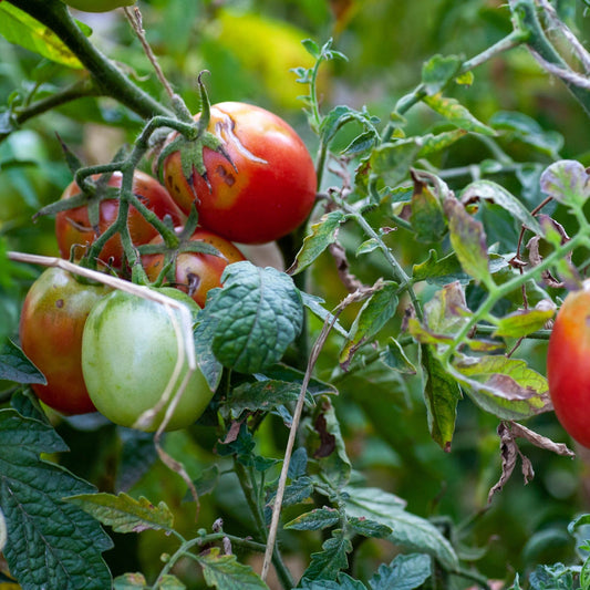 Sauvez vos tomates : Identifier et stopper les maladies et insectes au potager