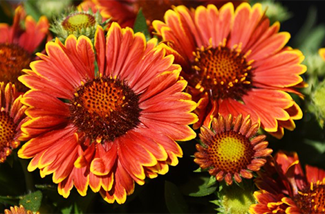 Entretenir les vivaces : tailler et fertiliser