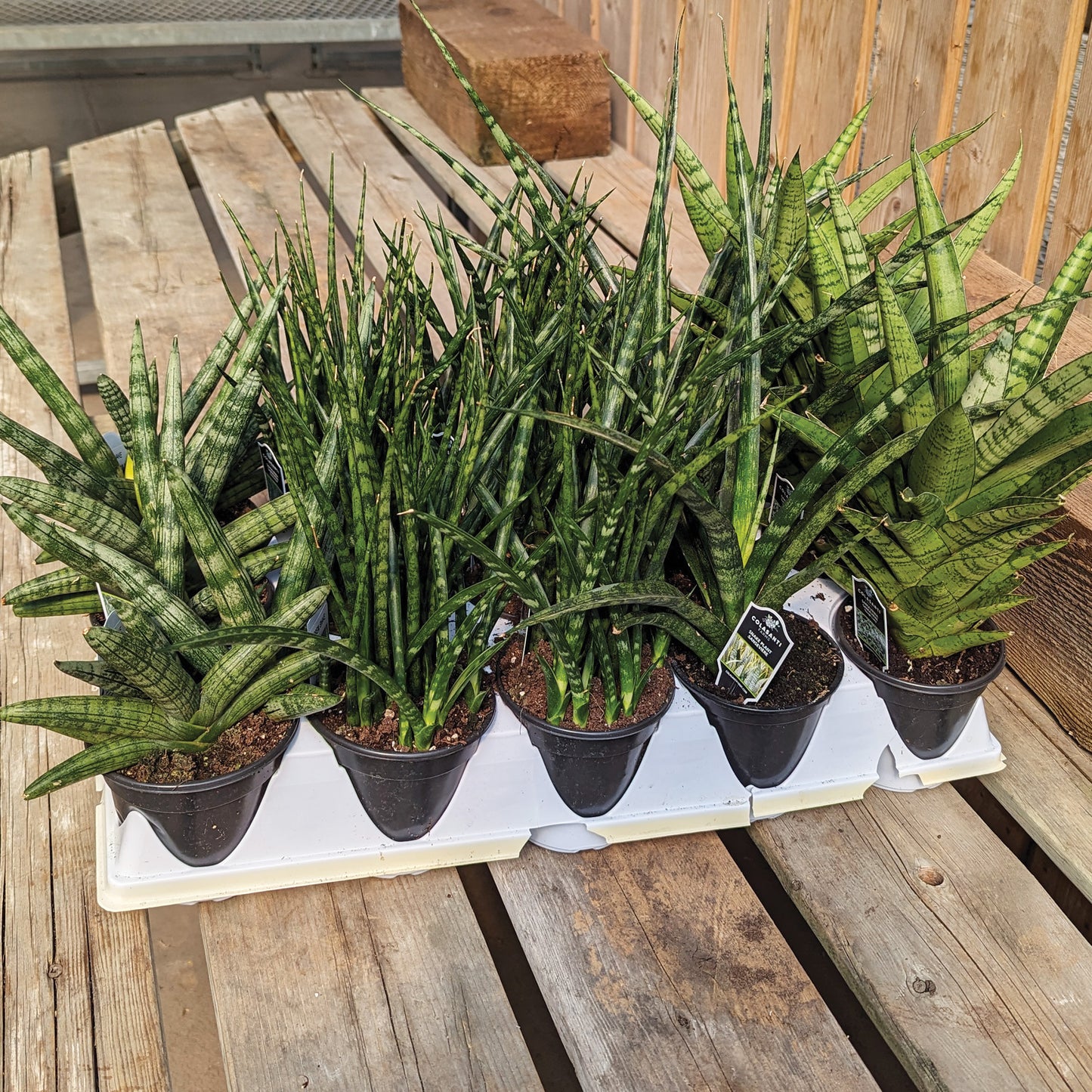 sansevieria premium Assortiment de Sansevieria - sansevières - Des plantes faciles