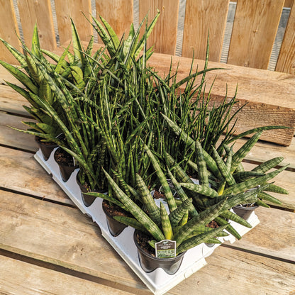 Assortiment de Sansevieria Premium