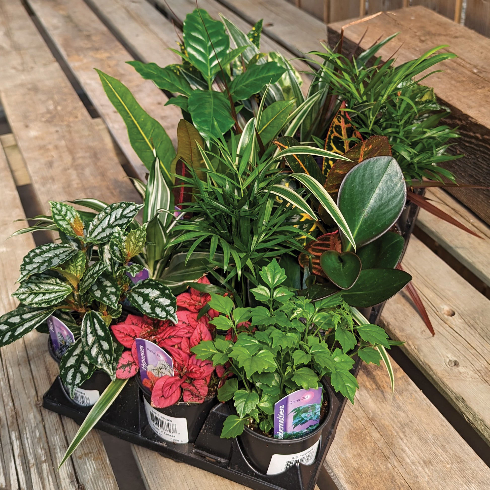 popular tropical indoor plants Easy-Care Small Houseplants