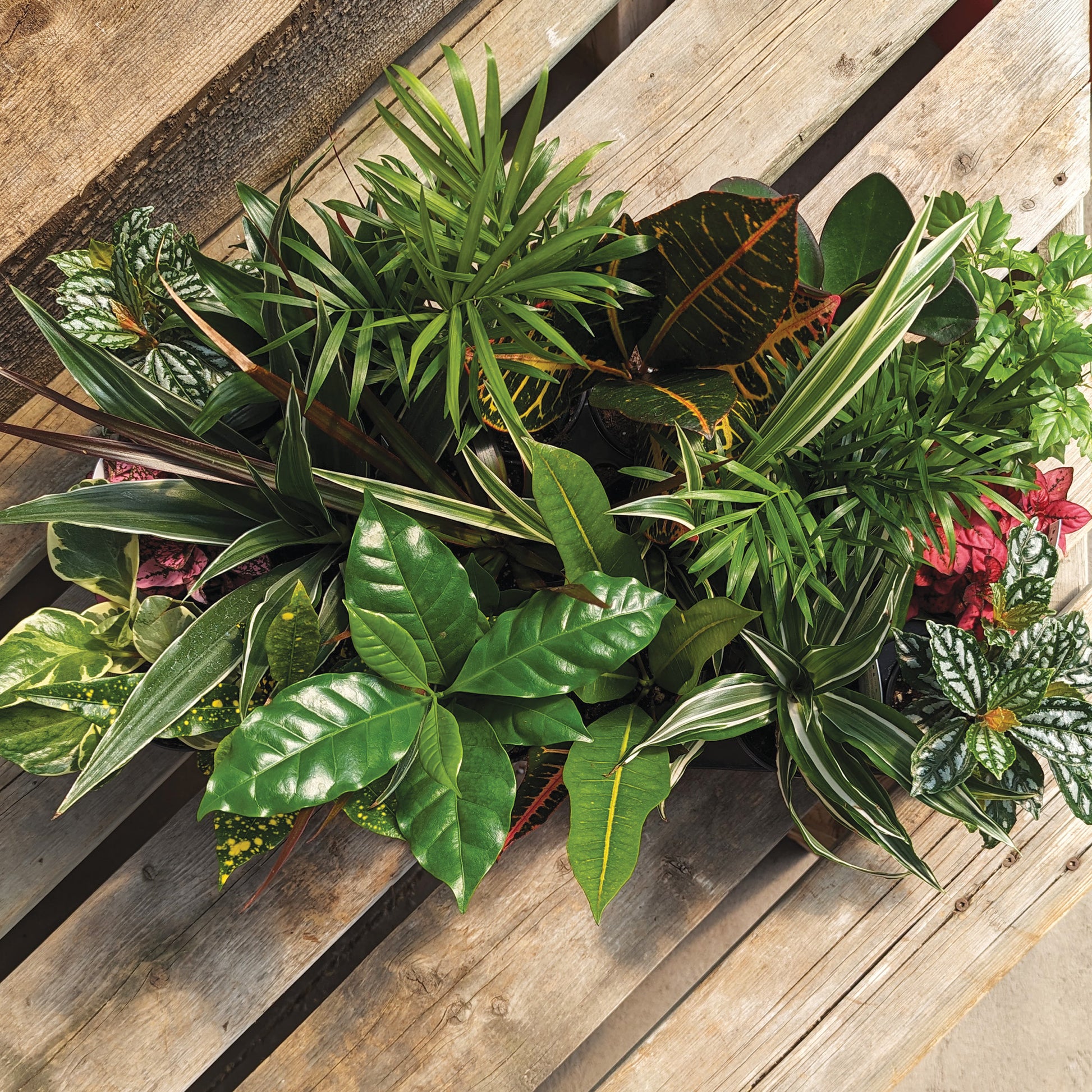 small tropical house plants Easy-Care Small Houseplants