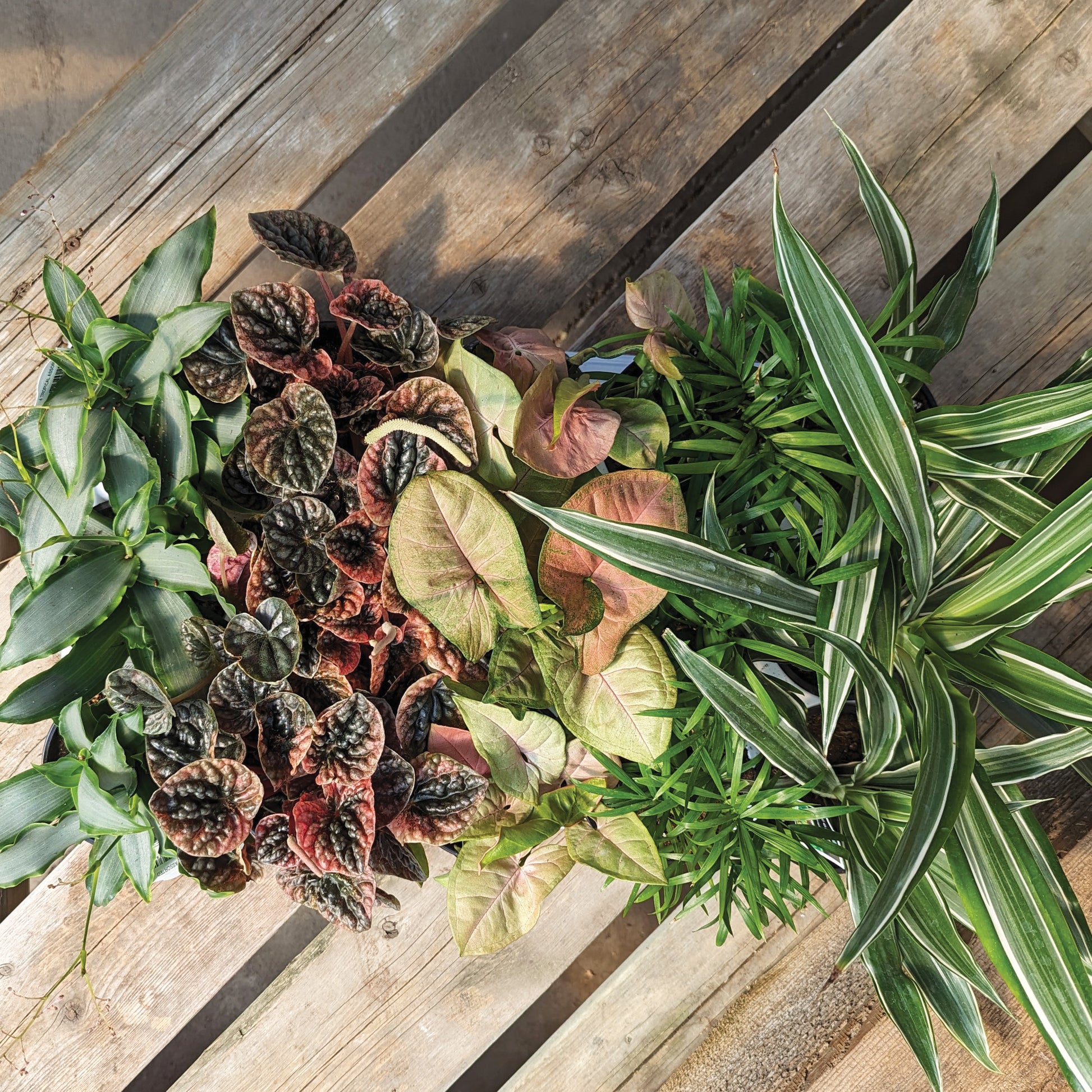 indoor tropical plant Easy-Care Small Houseplants