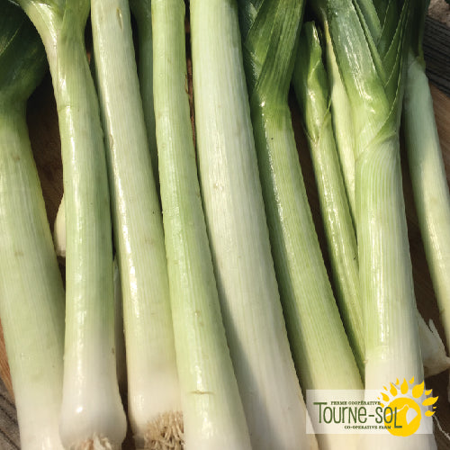 'King Richard' Leek Seeds Organic