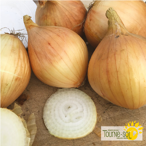 'Walla Walla' Onion Seeds Organic