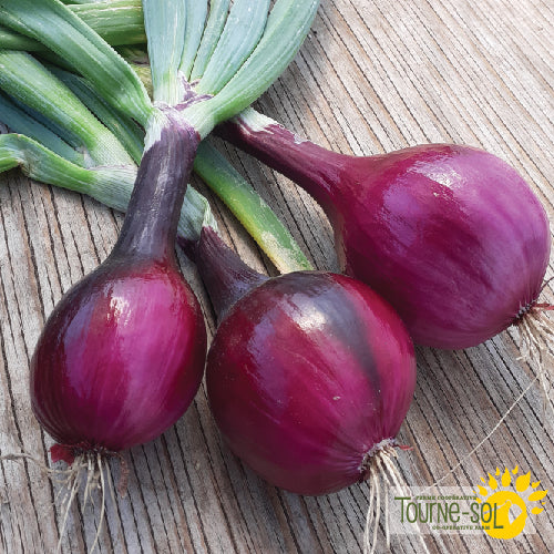 'Red Baron' Onion Seeds Organic