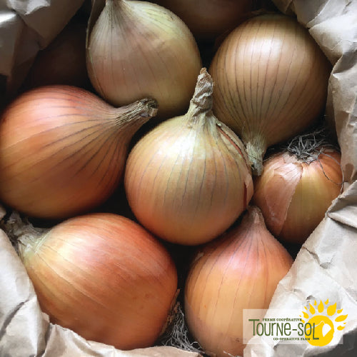 New York Early' Onion Seeds Organic