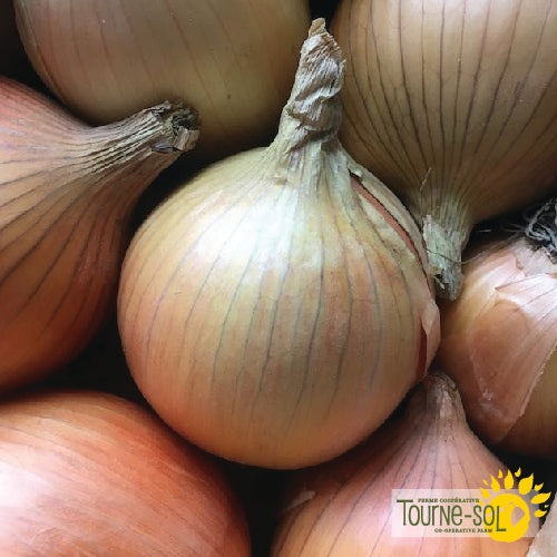 'Ailsa Craig' Onion Seeds Organic