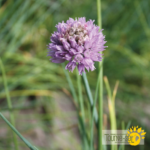 Semences Ciboulette Bio