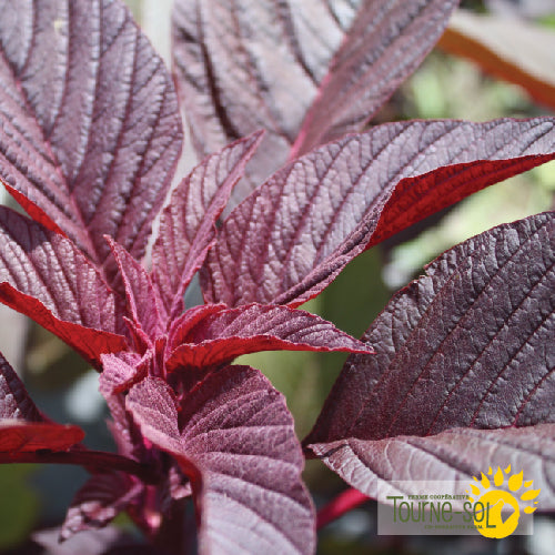 Semences Amarante 'Hopi Red Dye' Bio