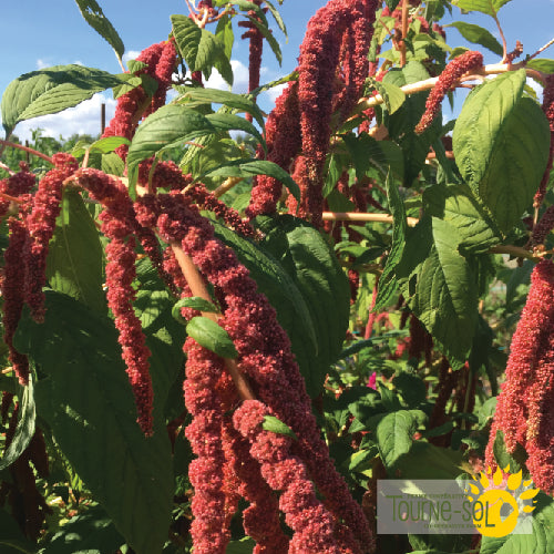 Semences Amarante 'Coral Fountain' Bio