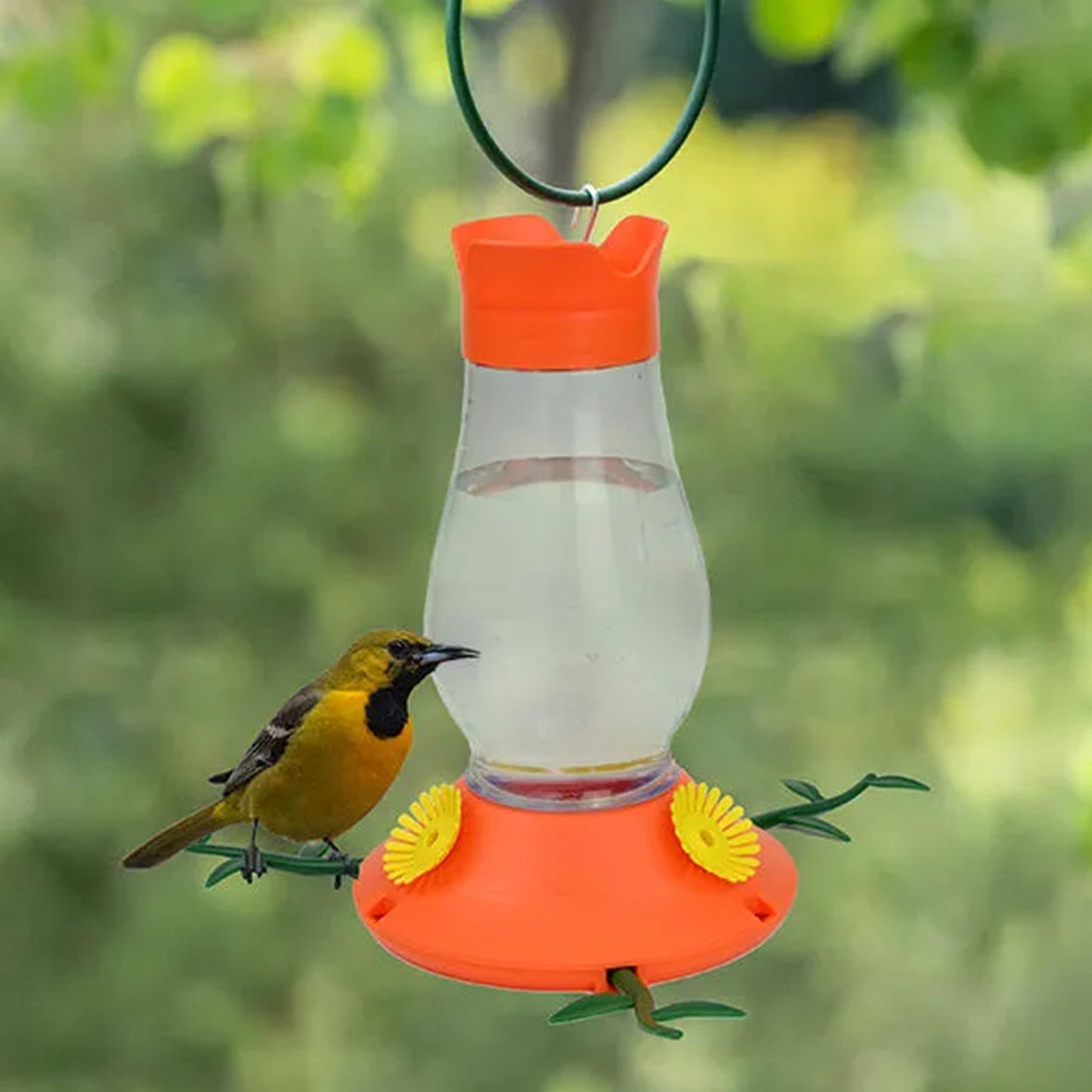 Vine Oriole feeder