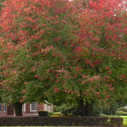 Érable rouge 'Red Sunset'