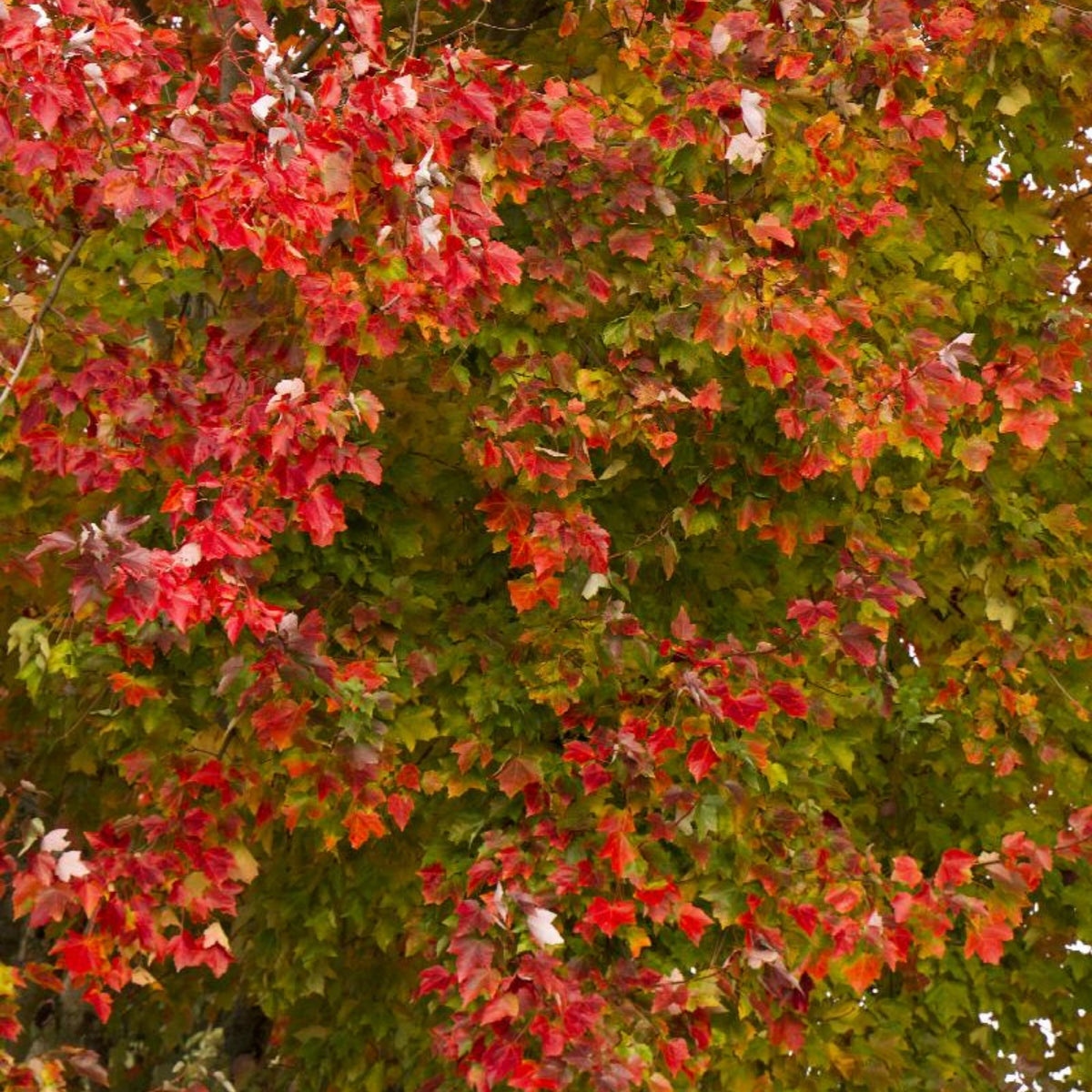 Érable rouge 'Red Sunset' – Jardineries Botanix