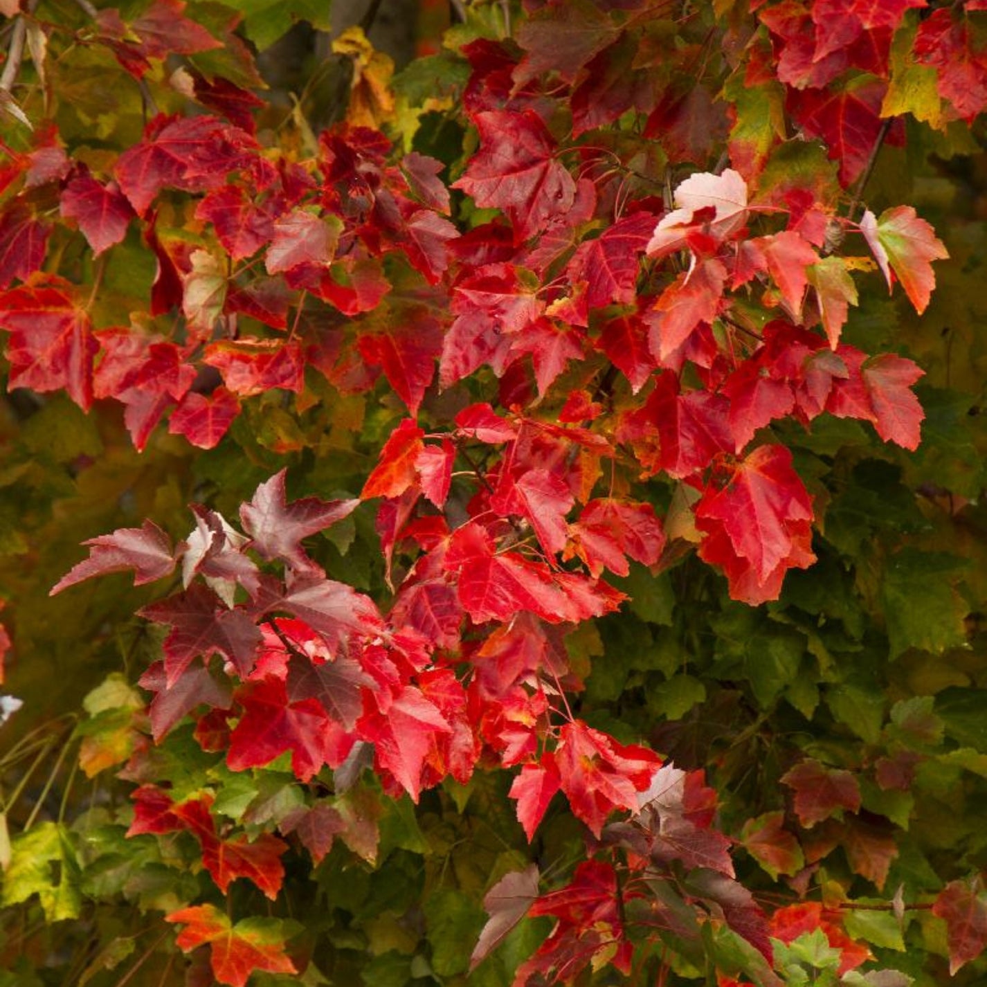 Érable rouge 'Red Sunset' – Jardineries Botanix