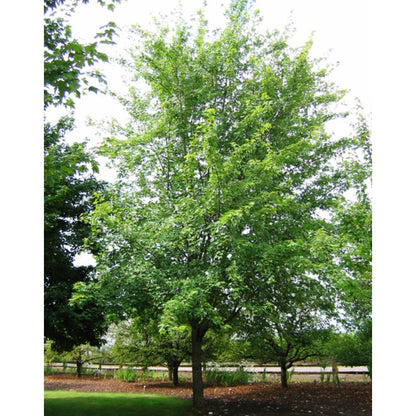 Acer x freemanii 'Autumn Fantasy®' – 'Autumn Fantasy®' Freeman Maple
