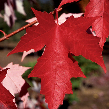 Acer x freemanii 'Autumn Fantasy®' – 'Autumn Fantasy®' Freeman Maple
